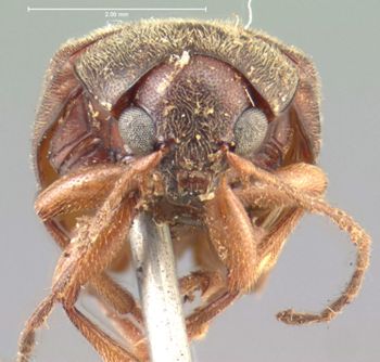 Media type: image; Entomology 9810   Aspect: head frontal view